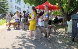 OBRAZEM: Zahrada Čech patřila o víkendu čtyřnohým chlupáčům. Konala se tam Mezinárodní výstava psů