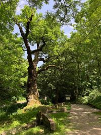 Oldřichův dub v Peruci patří mezi nejznámější stromy v Čechách, dokonce je zapsán na seznamu nejvýznamnějších stromů UNESCO