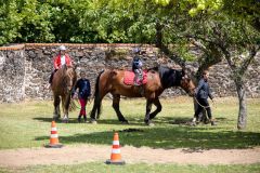OBRAZEM: V Krásném Dvoře si návštěvníci užili den se zámeckými koňmi