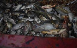 OBRAZEM: Rybáři stále odvážejí mrtvé ryby z Labe. Provzdušnění pomocí čerpadel nepomáhá