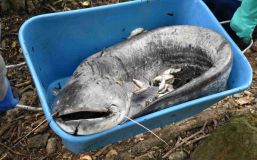 OBRAZEM: Rybáři stále odvážejí mrtvé ryby z Labe. Provzdušnění pomocí čerpadel nepomáhá