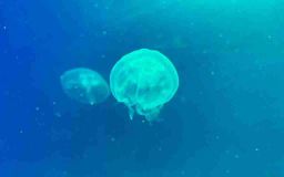 OBRAZEM: Chomutovský zoopark otevřel nové medúzárium. Je druhé největší v republice