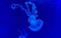 OBRAZEM: Chomutovský zoopark otevřel nové medúzárium. Je druhé největší v republice