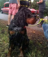 Hasiči z Postoloprt vyjeli zachránit z vody topícího psa a odstraňovali nebezpečné větve stromů