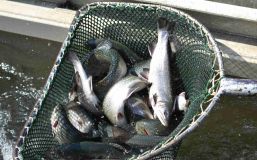 OBRAZEM: Rybáři vysadili do vod v kraji tisíce úhořů, sivenů a pstruhů