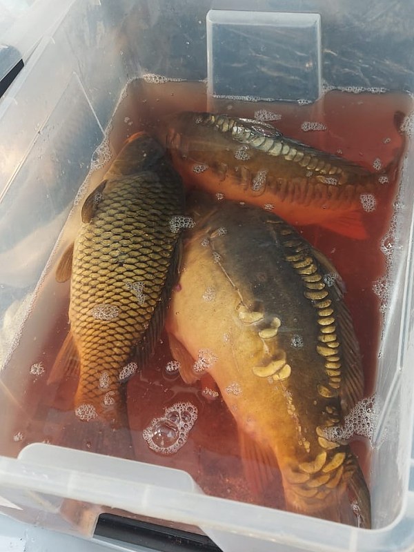 0311nechranky2 9255f