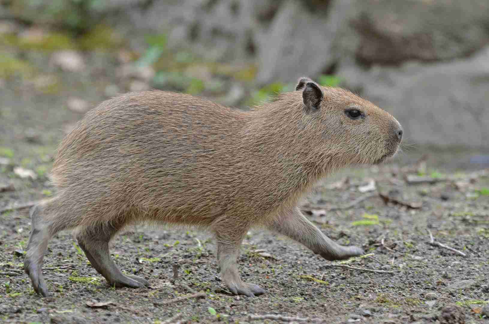 Kapybary2 c0388