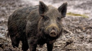 Ilustračn&iacute; sn&iacute;mek. Zdroj: Pixabay / CC0