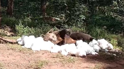 VIDEO: Je vám také nesnesitelné vedro? Zoopark umí svým zvířatům dopřát sněhové radovánky uprostřed léta