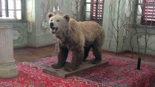Medvěd dostal roli ve filmu. Foto: FCB Zámek Krásný Dvůr