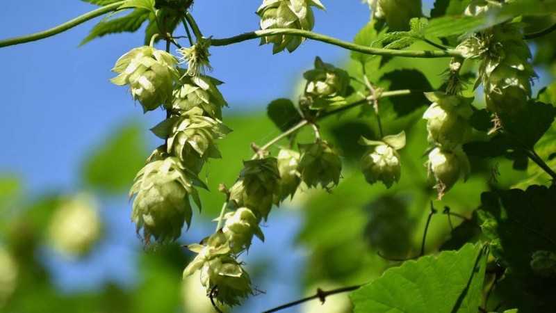 Ilustrační foto: Pixabay / CC0