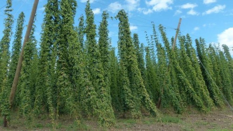 Ilustračn&iacute; sn&iacute;mek. Zdroj: Pixabay / CC0