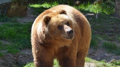 Irina se už zabydluje. Včera byla poprvé ve venkovním výběhu, s Brunem se v něm budou zatím střídat