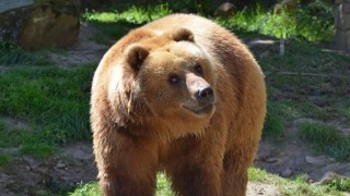 Šibalský kukuč medvědice Iriny jen podtrhuje její hravou náturu. Foto: Zoo Děčín