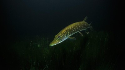 Štiky i kapři si libují ve vyrovnávací nádrži Počerad. V zimě je láká tamní teplejší voda