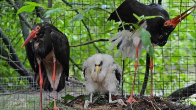 Foto: Zoo Děčín