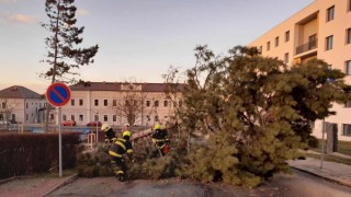 Hasiči likvidují strom spadlý v Lounech. Foto: HZS Ústeckého kraje