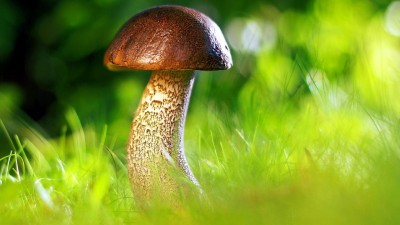 Letošní sezóna bouřek, srážek a bohužel i povodní přeje houbařům. Z českých lesů by si mohli odnést houby za čtyři miliardy korun 
