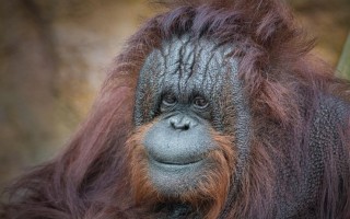 Pětatřicetiletá samice orangutana bornejského Ňuninka. Foto: Vít Lukáš, Zoo Ústí nad Labem