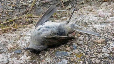 Začal týden skleněného zabijáka. Lidé budou mapovat budovy, kde se zabíjejí ptáci