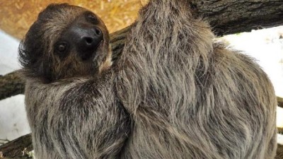 Děčínská zoo hlásí novinku! Přistěhoval se sem nejpomalejší savec na světě
