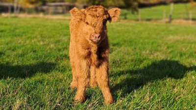 Další radostná zpráva ze zooparku. Vítej na světě, Dorotko!