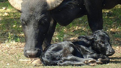 FOTO: Radost v zooparku! Buvolice Dáša přivedla na svět malou slečnu