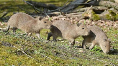 Trojčata kapybar. Foto: Zoo Děčín