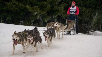 CHYSTÁ SE: Žatecké muzeum zve na přednášku o mushingu