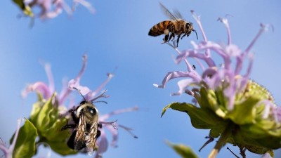 Přibývá výjezdů hasičů k likvidacím obtížného hmyzu. Letos jich je dvakrát více, než loni