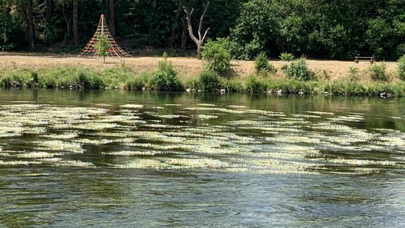 Kvetoucí řeka. Foto: Jitka Fárová