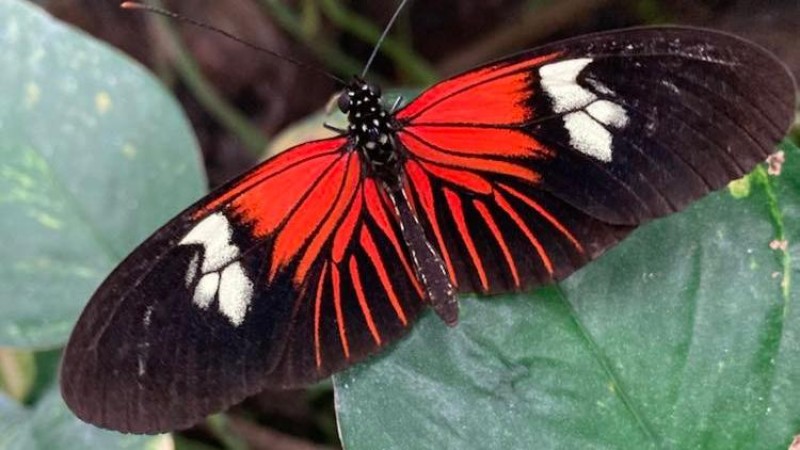 Motýlí dům Papilonia v Karlových Varech. Foto: Lucie Hepnerová