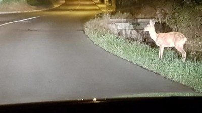 Je tu doba říje. Na silnicích hrozí častější střety se zvěří, varují policisté