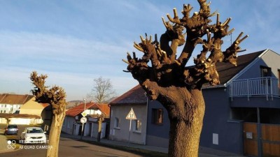Lounská radnice nechá obnovit hlavové řezy na dřevinách
