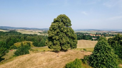 Lípa je dominantou krajiny na 470 metrů vysokém vrchu, odkud je krásný výhled do okolí. Foto: Tomáš Kalous