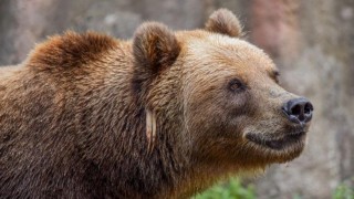 Foto: Zoo Děčín