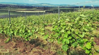 Na vinných trzích se představí i vinařství z Vičic, kde vinná réva roste na svazích s výhledem na Nechranickou přehradu. Foto: Vičické vinařství Mikulášek