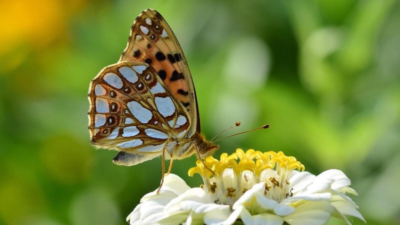 Ilustrační foto: Pixabay / CC0