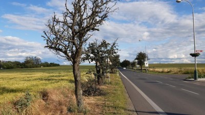 Hruškovou alej v Žatci doplní 71 nových stromů