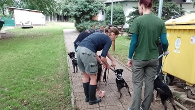 Úřady odebraly chovateli z Ústí osm zanedbaných psů. Údajně je měl týrat