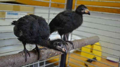 Děčínská zoo odchovala banánovce fialového. Mláďat se chovatelé dočkali po 7 letech