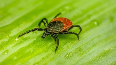 Klíšťata útočí! Jejich aktivita je mimořádná