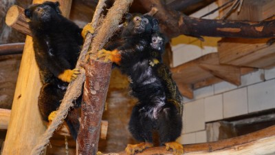 Mládě tamarína žlutorukého. Foto: ZOO Děčín