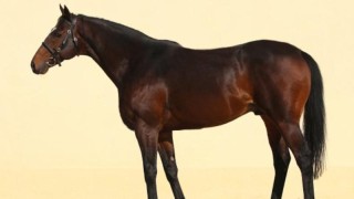 Kůň Ramzana Kadyrova Zazou. Foto: Policie ČR