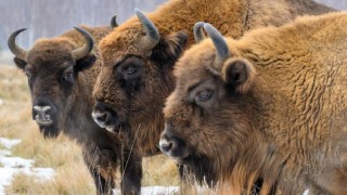 Zubr evropský. Foto: Vojtěch Lukáš