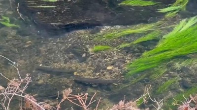VIDEO: Lososi se vracejí do našich řek! První páry už vytloukají hnízda pro další generaci
