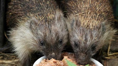 Stanice Falco je na hraně kapacit. Pečuje o více než 120 zesláblých ježků