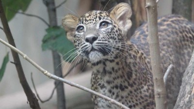 Ústecká zoo je nově domovem samice vzácného levharta cejlonského