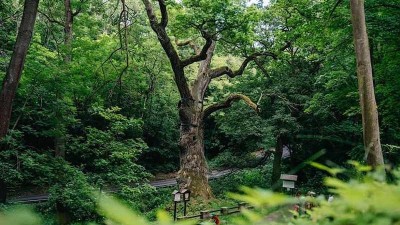 Tis&iacute;cilet&yacute; symbol historie uspěl v Evropě: Peruck&yacute; dub skončil sedm&yacute;, zv&iacute;tězila Litva