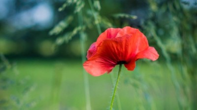 Charitativní sbírka pro válečné veterány proběhne 11. listopadu i v Žatci